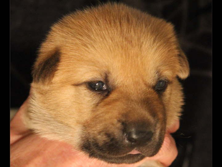 chinook puppy